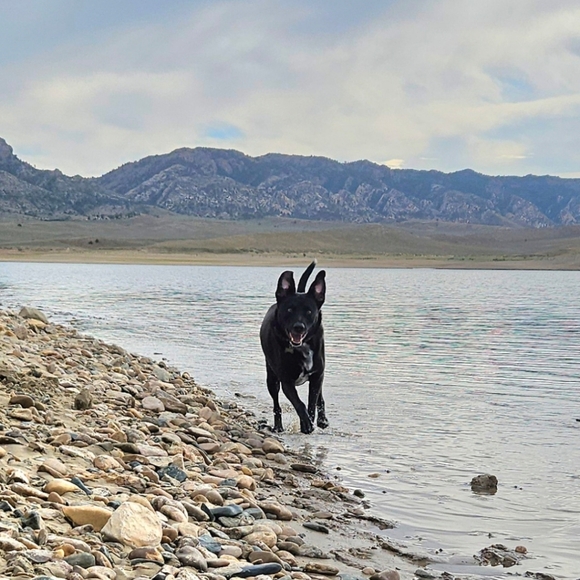 Meet your Posher, Lex - Picture 3 of 4